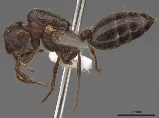 Crematogaster mutans - CASENT0761198