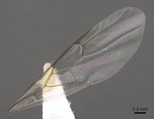 Crematogaster mutans - CASENT0761198