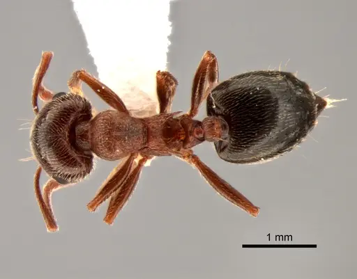 Crematogaster mutans - CASENT0882265