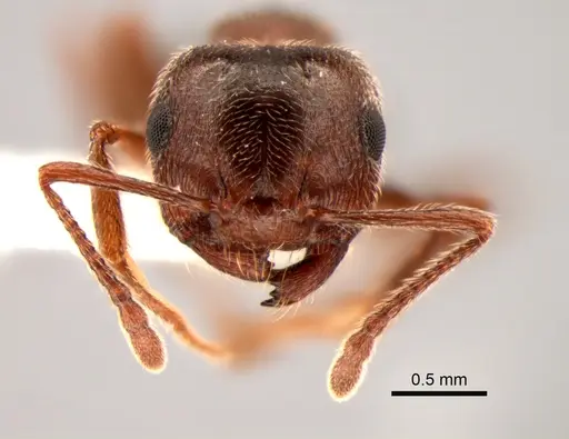 Crematogaster mutans - CASENT0882265