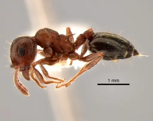 Crematogaster mutans - CASENT0882265