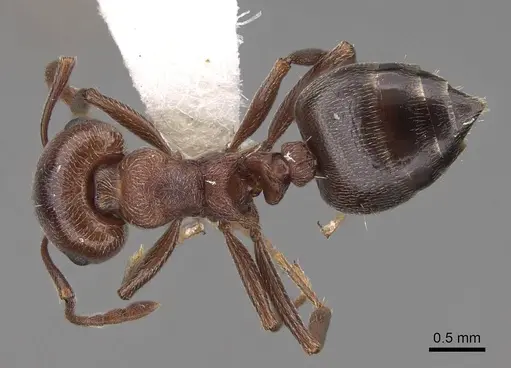 Crematogaster mutans - CASENT0922736