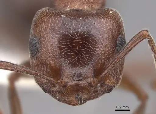 Crematogaster mutans - CASENT0922736