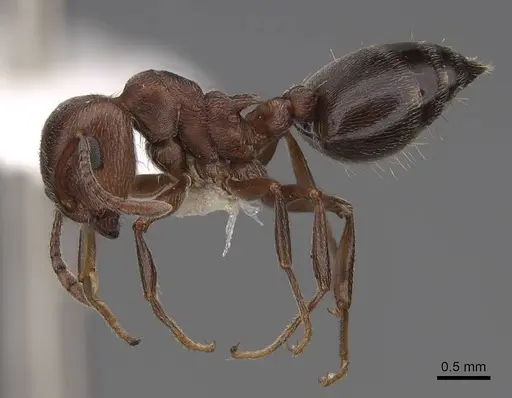 Crematogaster mutans - CASENT0922736