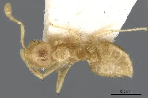 Crematogaster myops specimen