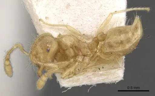 Crematogaster myops specimen