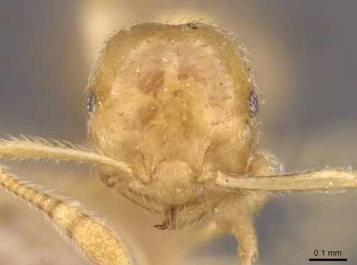 Crematogaster myops - CASENT0908372