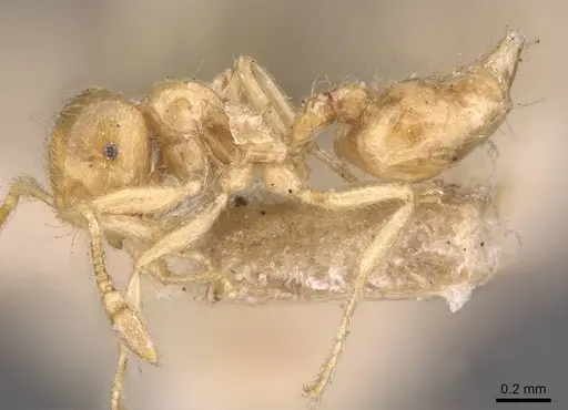 Crematogaster myops - CASENT0908372