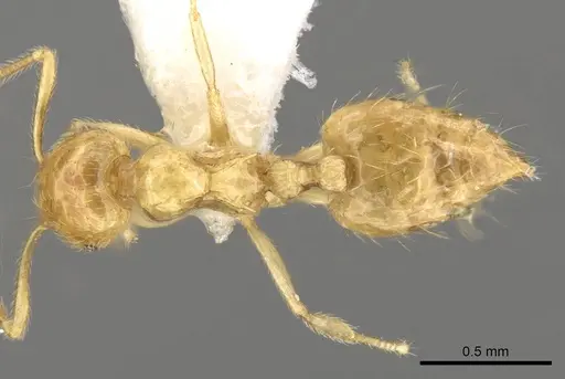 Crematogaster myops - CASENT0914541