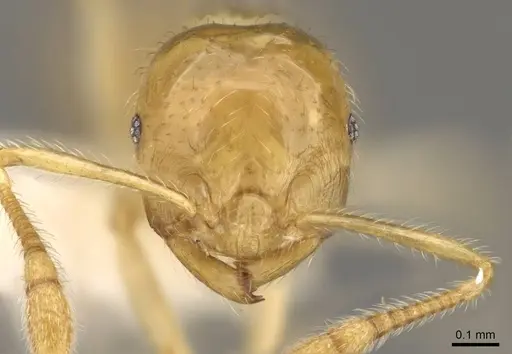 Crematogaster myops - CASENT0914541