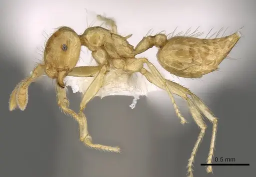 Crematogaster myops - CASENT0914541