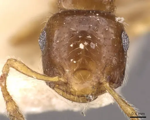 Crematogaster natalensis specimen