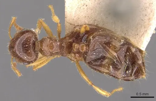 Crematogaster natalensis - CASENT0908361