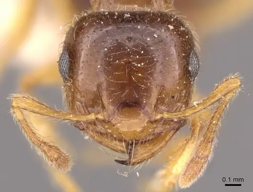 Crematogaster natalensis - CASENT0908361