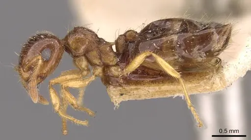 Crematogaster natalensis - CASENT0908361