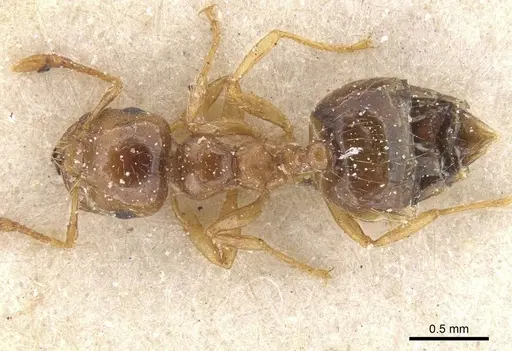 Crematogaster natalensis - CASENT0912777