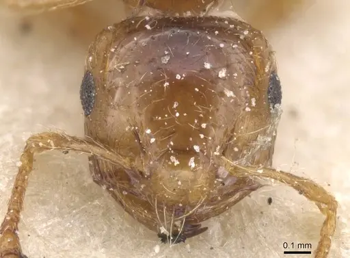 Crematogaster natalensis - CASENT0912777