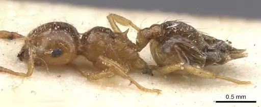 Crematogaster natalensis - CASENT0912777