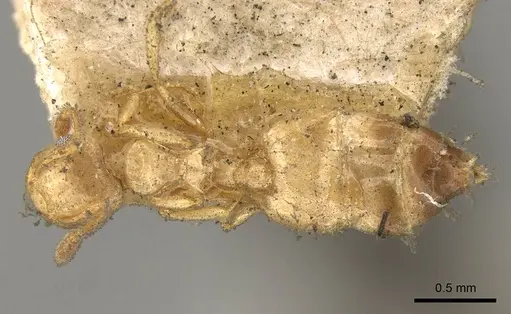 Crematogaster natalensis - CASENT0914282