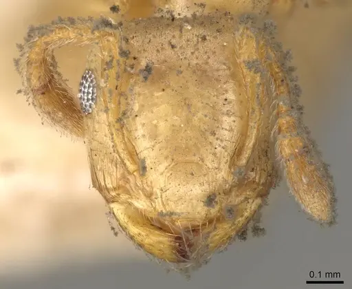 Crematogaster natalensis - CASENT0914282