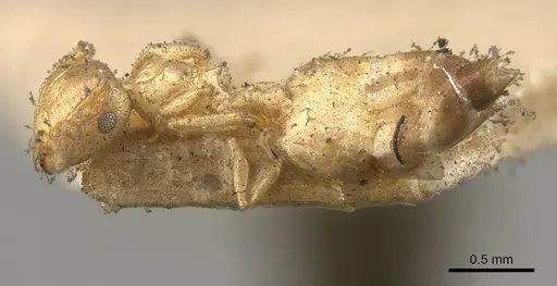 Crematogaster natalensis - CASENT0914282