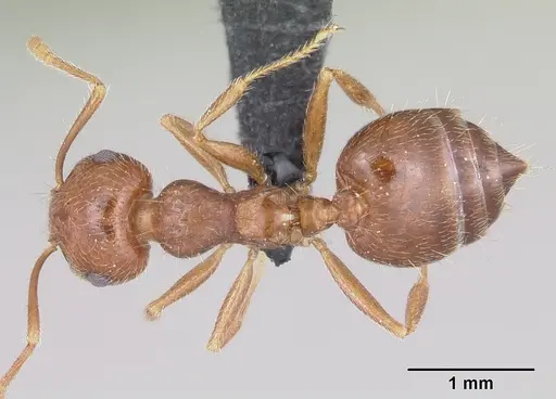 Crematogaster navajoa specimen