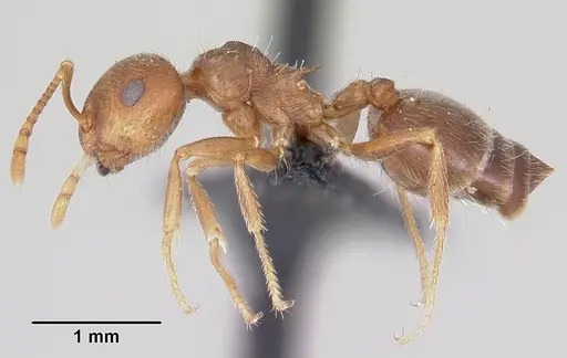 Crematogaster navajoa specimen