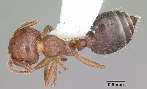 Crematogaster navajoa - CASENT0104691
