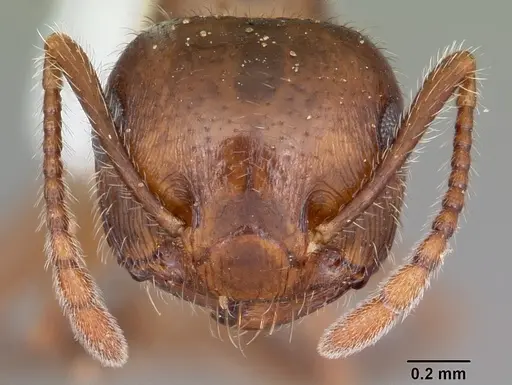 Crematogaster navajoa - CASENT0104691