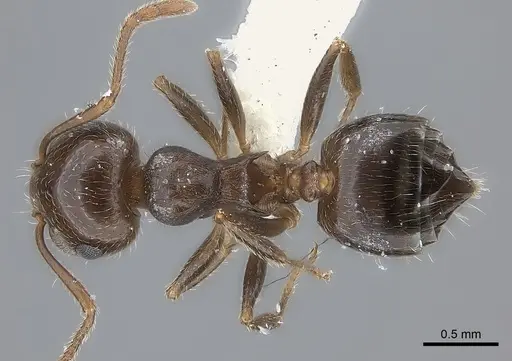 Crematogaster navajoa - CASENT0217852