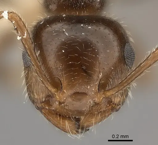 Crematogaster navajoa - CASENT0217852