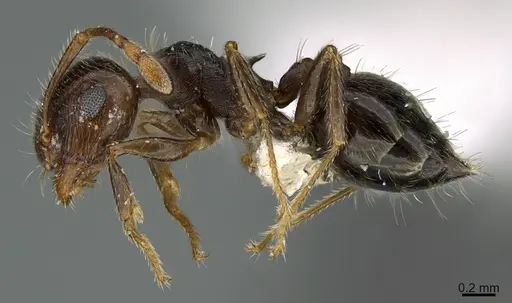 Crematogaster navajoa - CASENT0923585