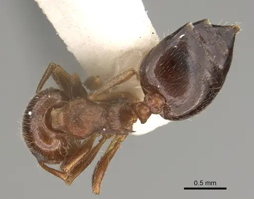 Crematogaster navajoa - LACMENT164488