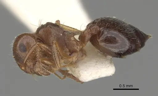Crematogaster navajoa - LACMENT164488