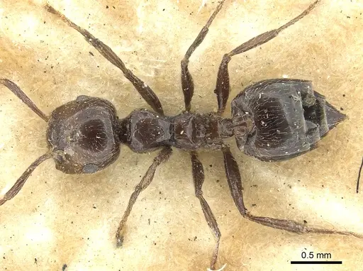 Crematogaster nawai specimen