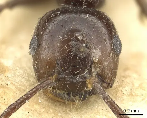 Crematogaster nawai specimen