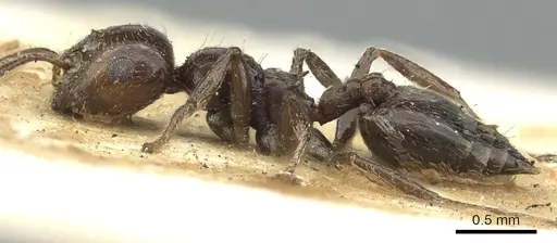 Crematogaster nawai specimen