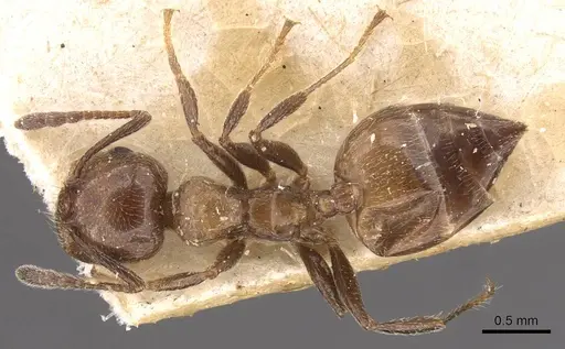Crematogaster nawai - CASENT0908485