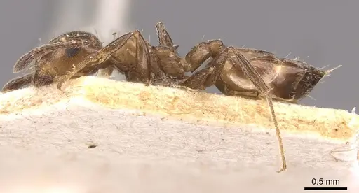 Crematogaster nawai - CASENT0908485