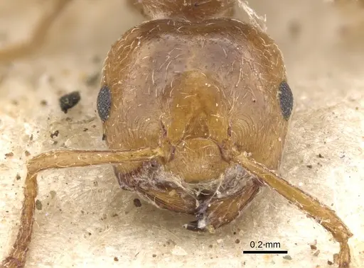 Crematogaster neuvillei specimen