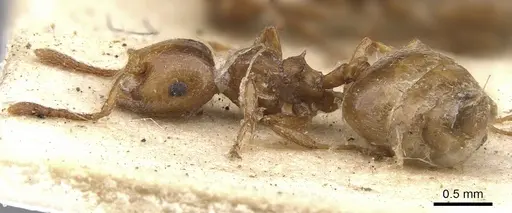 Crematogaster neuvillei specimen