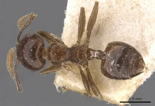 Crematogaster nigeriensis specimen