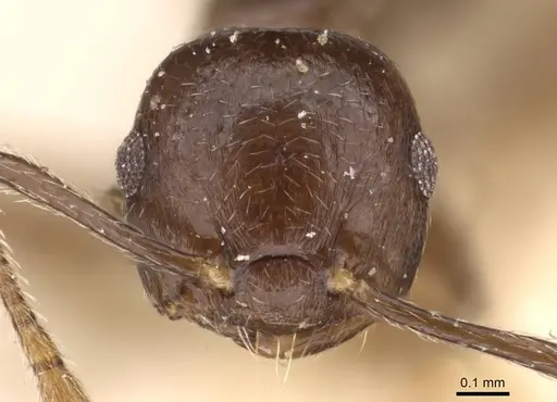 Crematogaster nigeriensis specimen