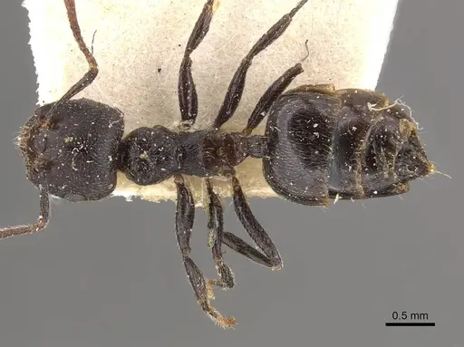 Crematogaster nigrans specimen