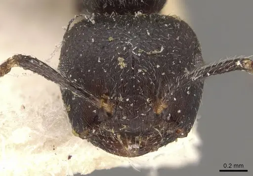 Crematogaster nigrans specimen