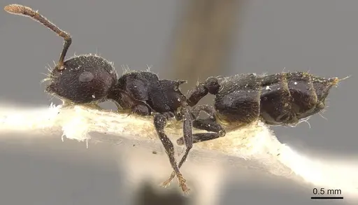 Crematogaster nigrans specimen