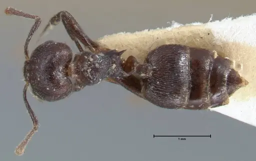 Crematogaster nigrans - FOCOL1488