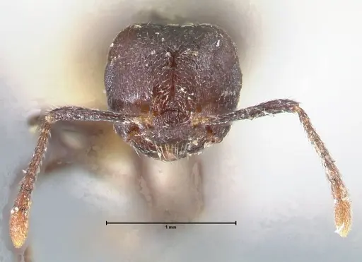 Crematogaster nigrans - FOCOL1488