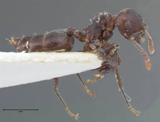 Crematogaster nigrans - FOCOL1488