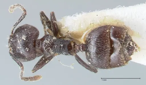 Crematogaster nigrans - FOCOL1489